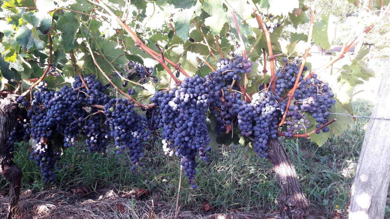 Le Clos D'Almide Monestier  Екстер'єр фото